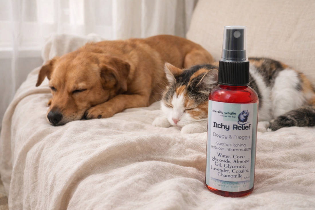 When Itchy Days Need a Gentler Answer 🐾