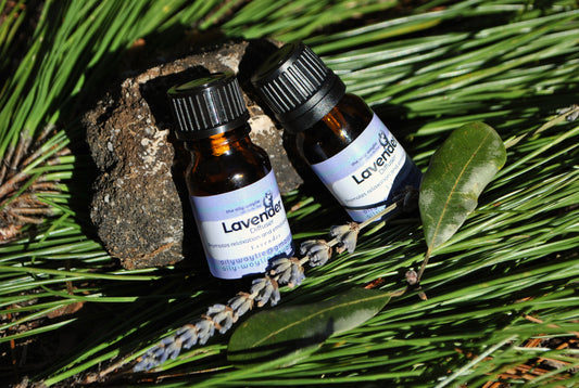 Two bottles of Lavender essential oil on a bed of green leaves and twigs.